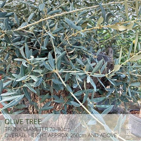 Mature Olive Tree (Olea Europaea)