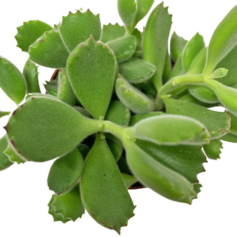 Cotyledon Tormentosa (Bear's Paw)