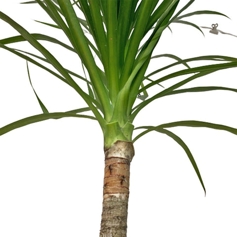 Dracaena Draco - Single Stem (Dragon Tree)