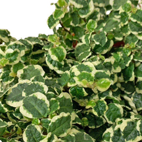 Ficus Pumila 'White Sunny' Variegata
