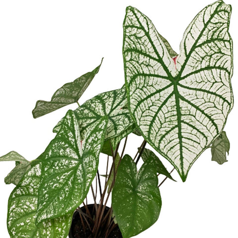 Caladium White Christmas