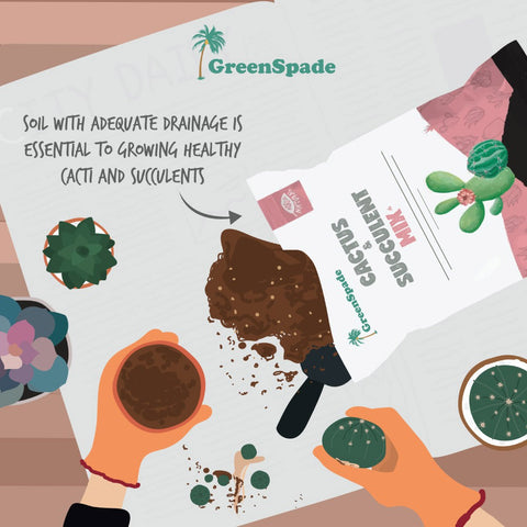 Cactus & Succulent Mix (GreenSpade)