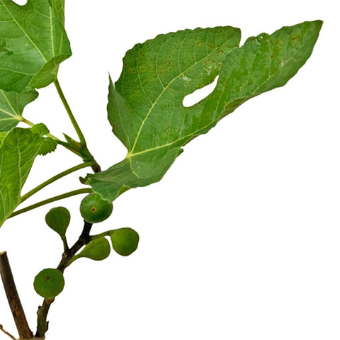 Fig (Ficus Carica)