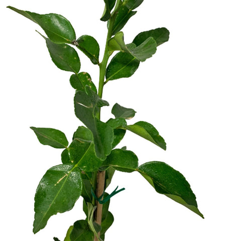 Kaffir Lime (Citrus Hystrix)