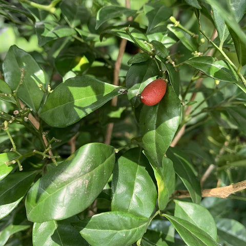 Murraya Paniculata (Orange Jessamine)