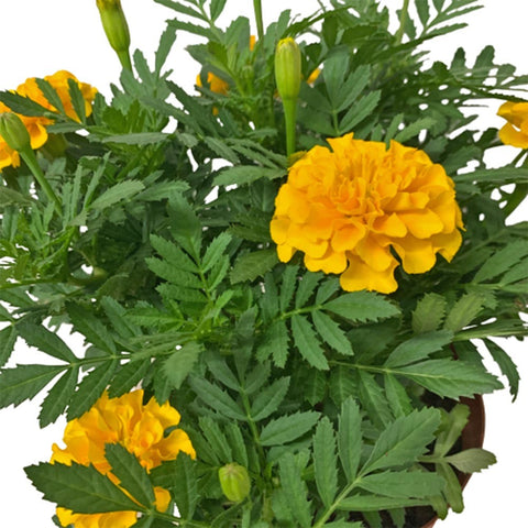 Garden Marigold (Tagetes)