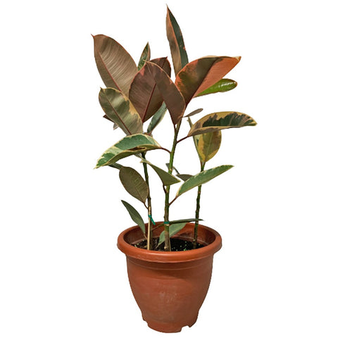Ficus Elastica 'Ruby'
