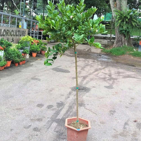 Topiary Lemon Tree (Citrus limon)