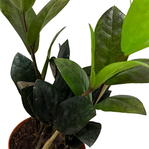 Zamioculcas Zamiifolia 黑金 Raven Black (ZZ Plant)