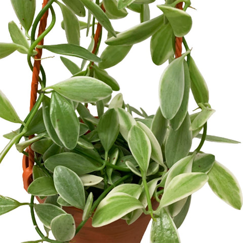 Dischidia Oiantha 'Silver Star'