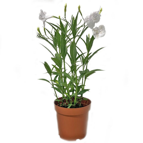 Ruellia Simplex (White Katie)