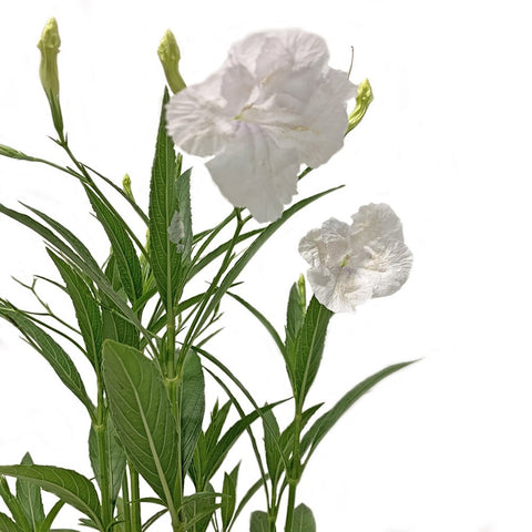 Ruellia Simplex (White Katie)