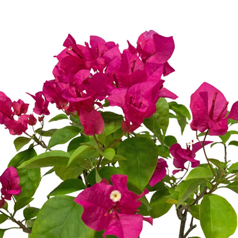 Bougainvillea Glabra 叶子花 (Paper Flower)