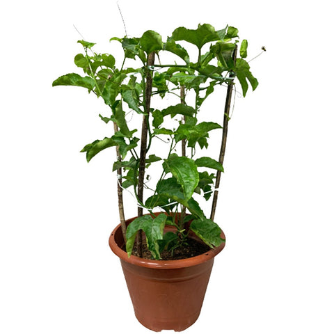 Passiflora edulis (Passion Fruit)