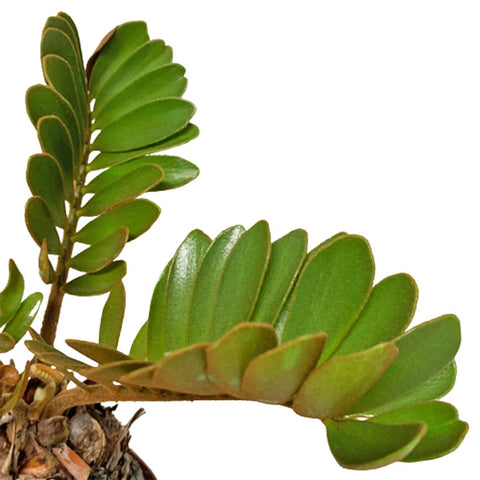 Zamia Furfuracea (Cardboard Palm)