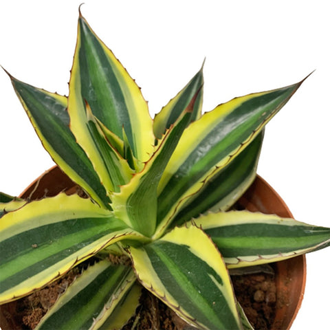 Agave Americana 'Marginata'