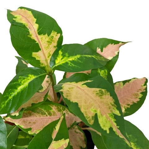 Graptophyllum Pictum (Tricolor Caricature Plant)