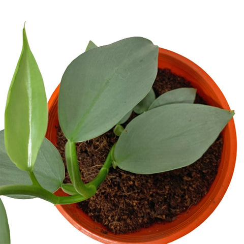 Philodendron 'Silver Metal'