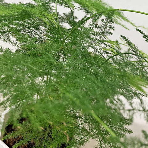 Asparagus Fern (Asparagus Setaceus)