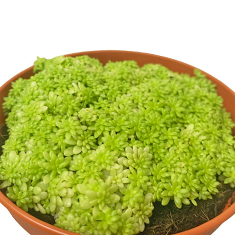 Sedum Mexicanum (Stonecrop)