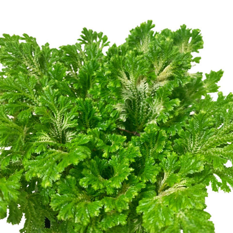 Selaginella