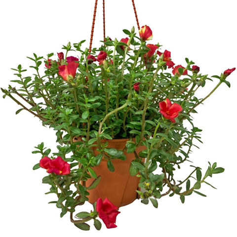 Portulaca Oleracea Green (Japanese Rose)
