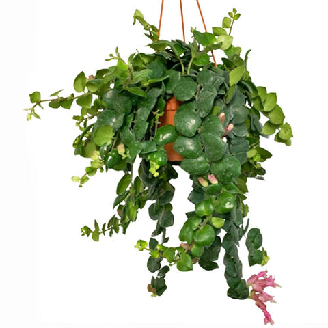 Lipstick Plant (Aeschynanthus Radicans)