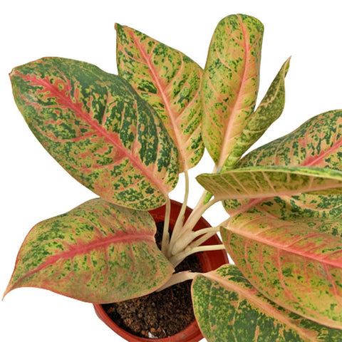 Aglaonema 'Harlequin'