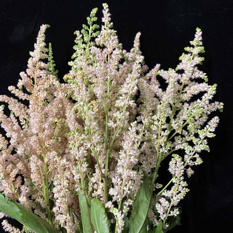 FreshCut Astilbe