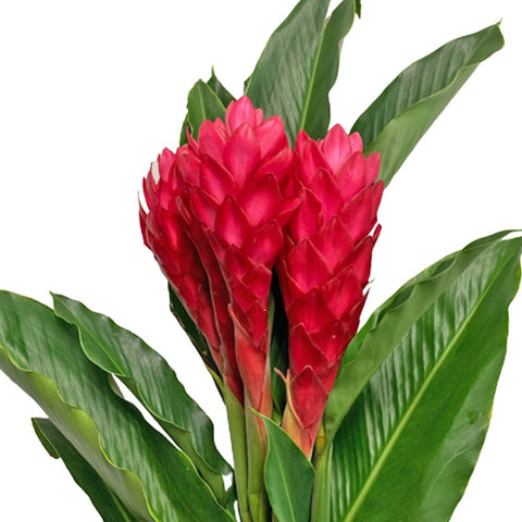 FRESHCUT Ginger (Zingiber Officinale)