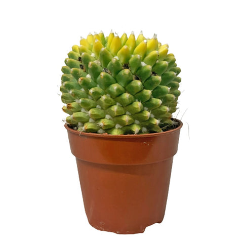 Mammillaria Polythele