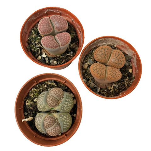 Lithops (Living Stone)