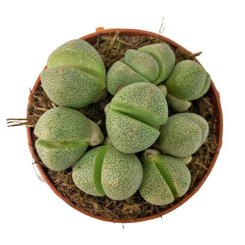 Lithops (Living Stone)