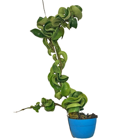 Hoya Carnosa