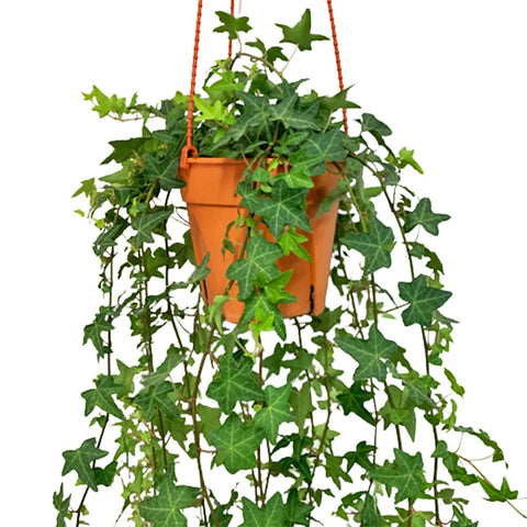 English Ivy 'Chicago' (Hedera Helix)
