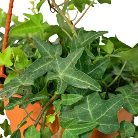 English Ivy 'Chicago' (Hedera Helix)