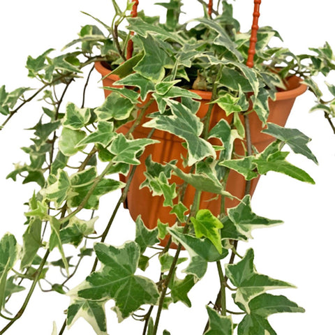 English Ivy 'Variegated' (Hedera Helix)