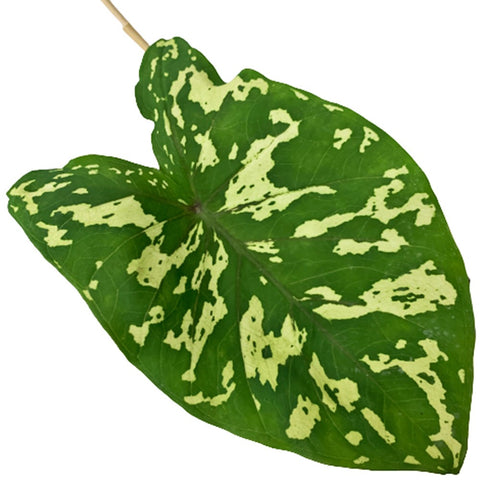 Alocasia 'Hilo Beauty' (Hilo Beauty Elephant Ear)