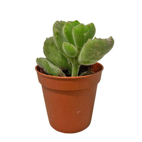 Cotyledon Tormentosa (Bear's Paw)