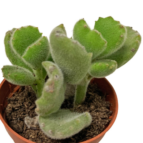 Cotyledon Tormentosa (Bear's Paw)