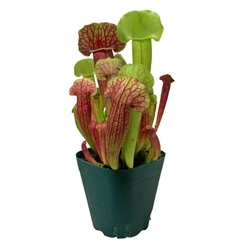 Trumpet Pitchers (Sarracenia)