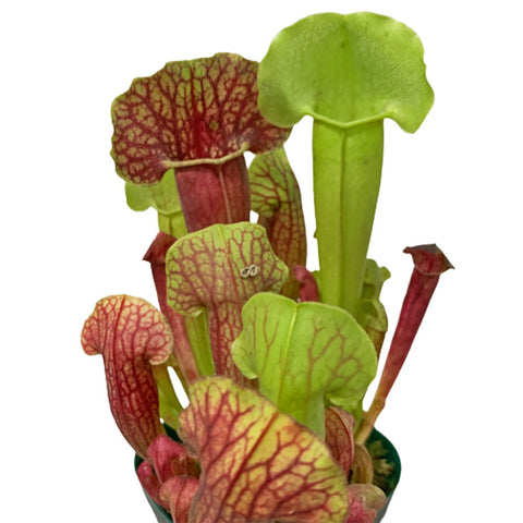 Trumpet Pitchers (Sarracenia)