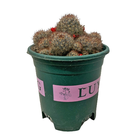 Mammillaria Prolifera 'Texas Nipple Cactus'