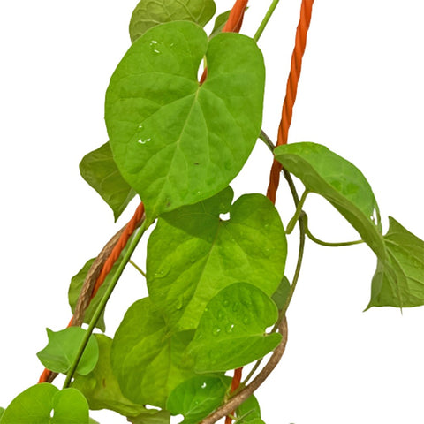 Telosma Cordata 夜来香 (Chinese Violet)