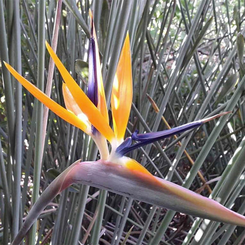 Strelitzia Juncea 極楽鳥 ゴクラクチョウカ属 Bird of Paradise (JAPAN)