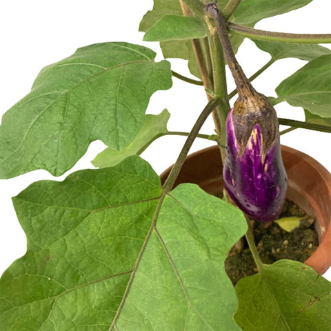 Brinjal Plant (Solanum Melongena)