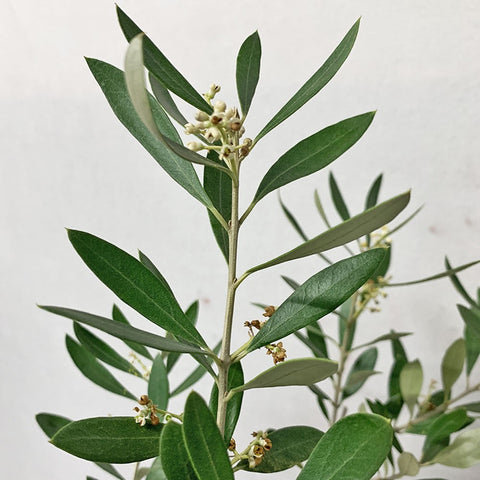 Olive Tree 橄榄 オリーブ (JAPAN)
