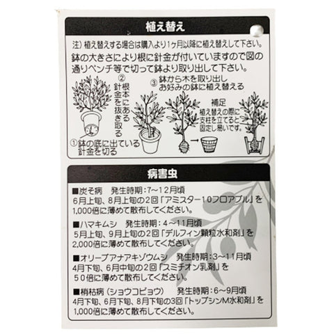 Olive Tree 橄榄 オリーブ (JAPAN)