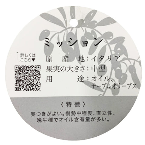 Olive Tree 橄榄 オリーブ (JAPAN)