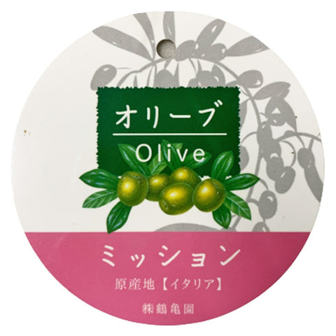 Olive Tree 橄榄 オリーブ (JAPAN)
